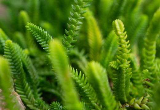 Helsinki botanik garden