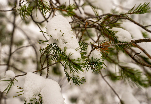 Kuusijärvi Lake winter 2023