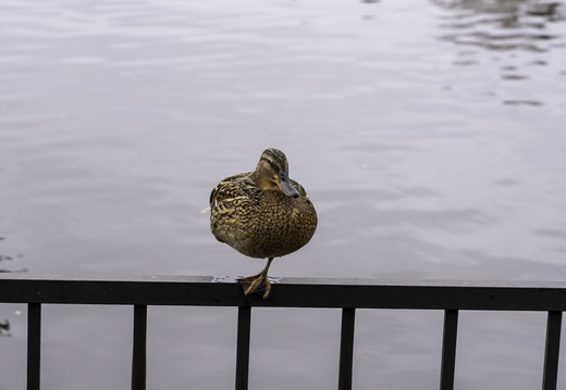 Tsentral'nyy Park Kul'tury I Otdykha Im. Kirova 2022